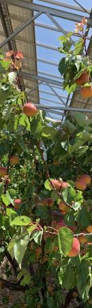 agriterra bellegarde plantations