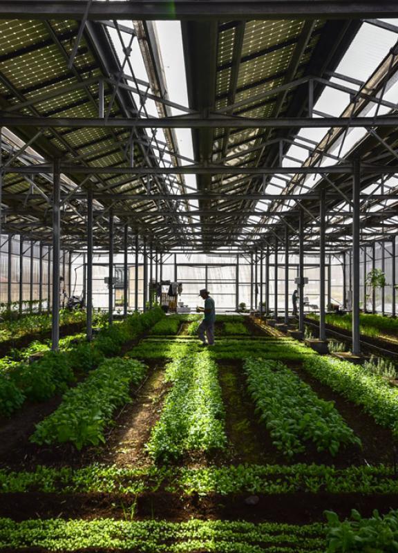 Agriterra Bardzour serre agrivoltaisme