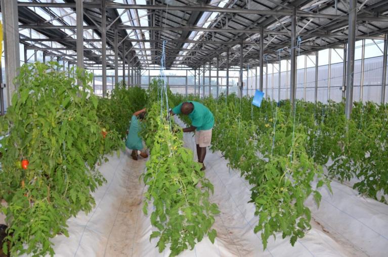 Tomates bardzour