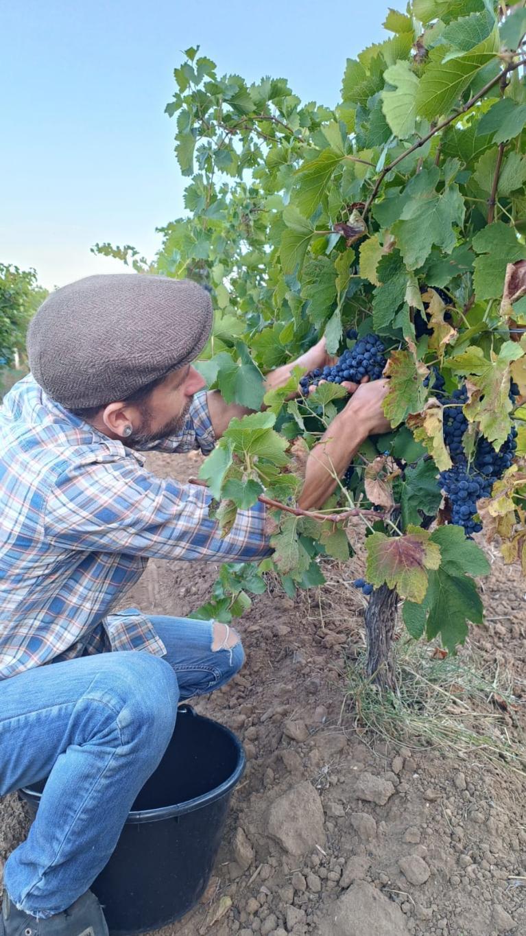 vendanges Gaussan