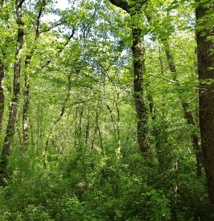 AA